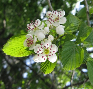Dotted Hawthorn