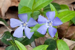 Lesser Periwinkle