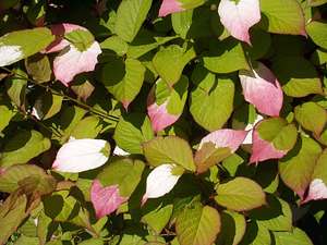 Variegated-leaf hardy kiwi