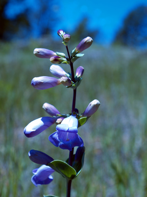 Penstemon grandiflorus