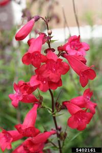 Hybrid Beardtongue