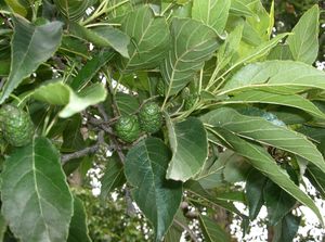 Japanese Alder