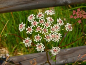 Peucedanum cervaria