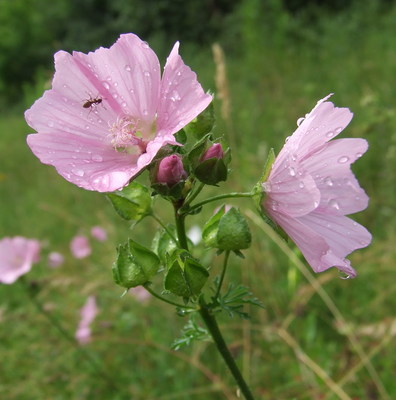 Malva moschata