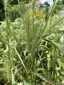 Southeastern Wild Rye