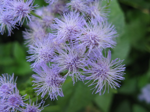 Blue mistflower