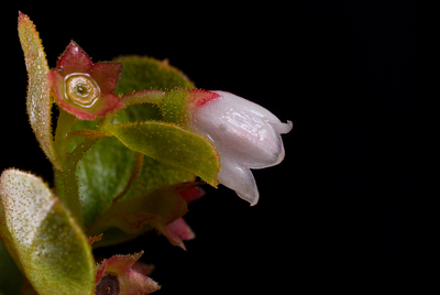 Gaylussacia dumosa