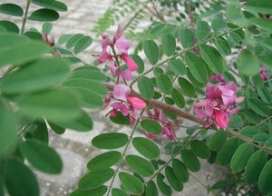 Indigo Bush