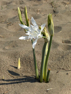 Pancratium maritimum