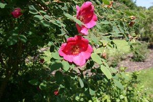 Rosa moyesii