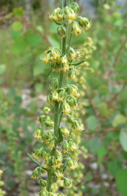 Artemisia michauxiana