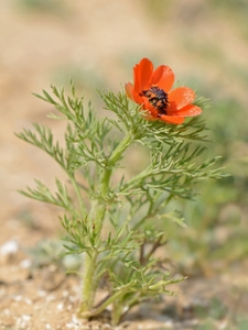 Pheasant's Eye