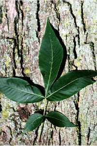 Pignut hickory