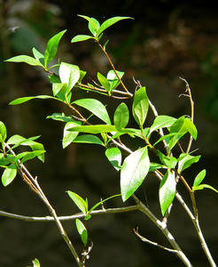 Narrowleaf Cottonwood