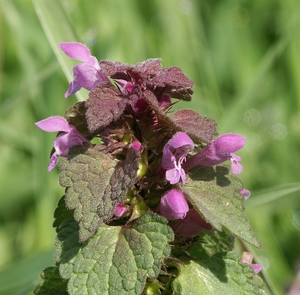 Red Dead Nettle