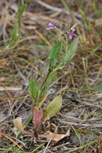 Musk Mustard