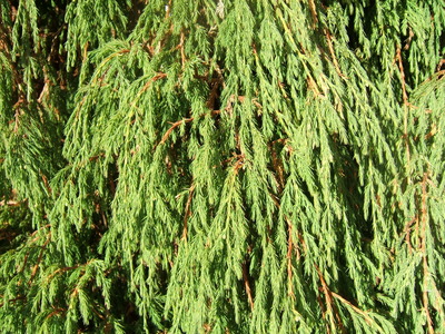 Juniperus recurva