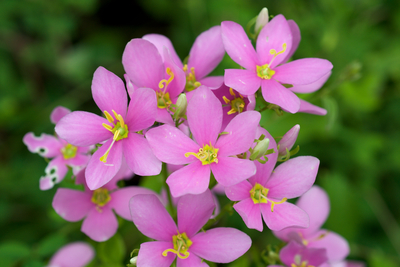 Sabatia angularis