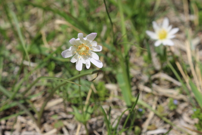 Carolina anemone found north of Lincoln, NE