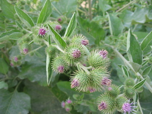 Lesser Burdock