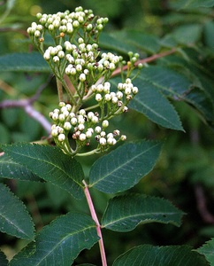 Showy Mountain Ash