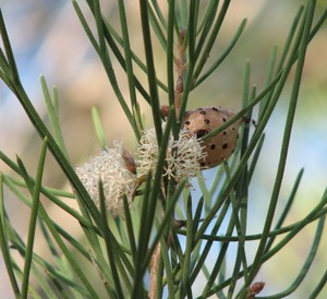 Sweet Hakea