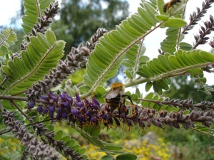 Dwarf Indigobush