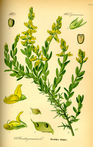 Genista germanica