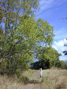 Ear-Pod Wattle