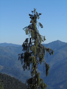 Weeping Spruce