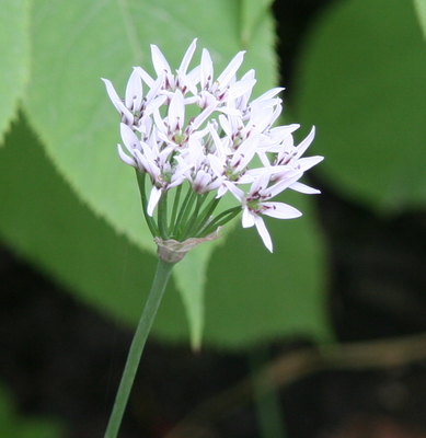 Allium ramosum