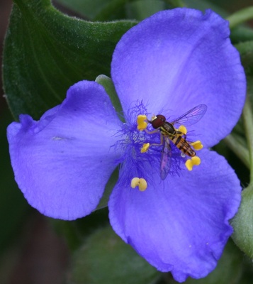 Tradescantia virginiana