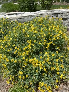 Shrubby St. John's-wort