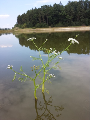 Oenanthe aquatica