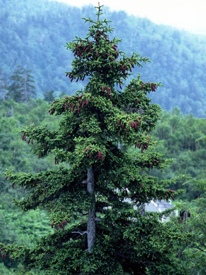 Picea jezoensis