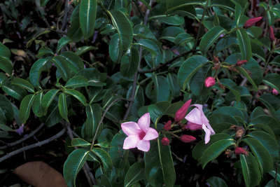 Cryptostegia grandiflora