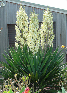 Spoonleaf Yucca