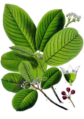 Rhamnus purshiana