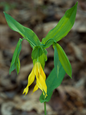 Uvularia grandiflora