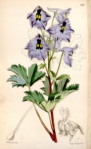 Delphinium brunonianum