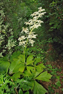 Rodgersia podophylla