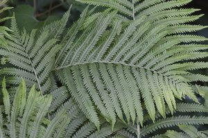 Ostrich Fern