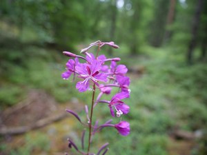 Willow Herb