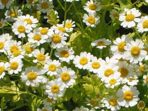 Feverfew