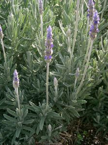 Lavandula dentata