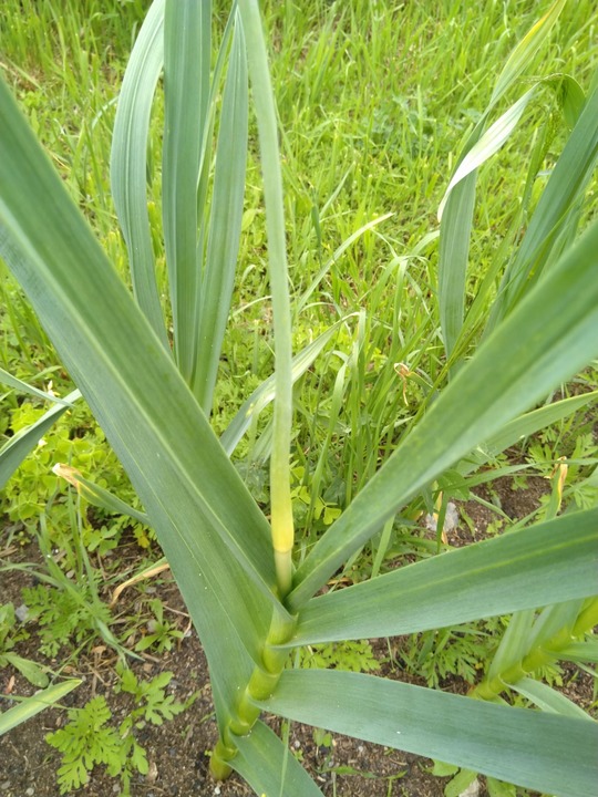 The garlic scapes have arrived!