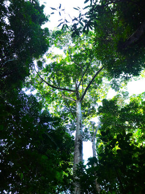 Elaeocarpus grandis, emergent tree in rainforest on Mount Whitfield in Cairns, Queensland