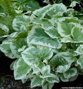  Brunnera m. 'Variegata'