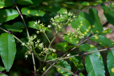 Zanthoxylum clava-herculis