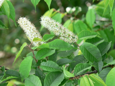 Prunus grayana